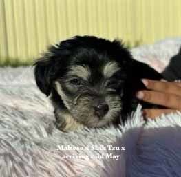 mount lawley pets