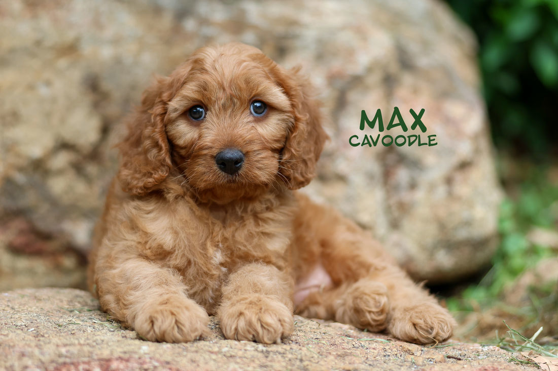 Mount Lawley Pets and Puppies