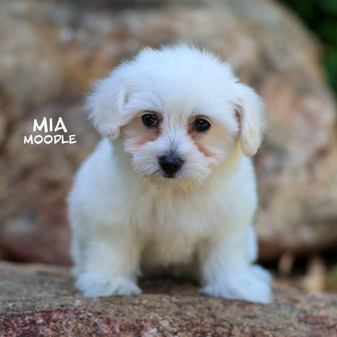 Mount Lawley Pets and Puppies