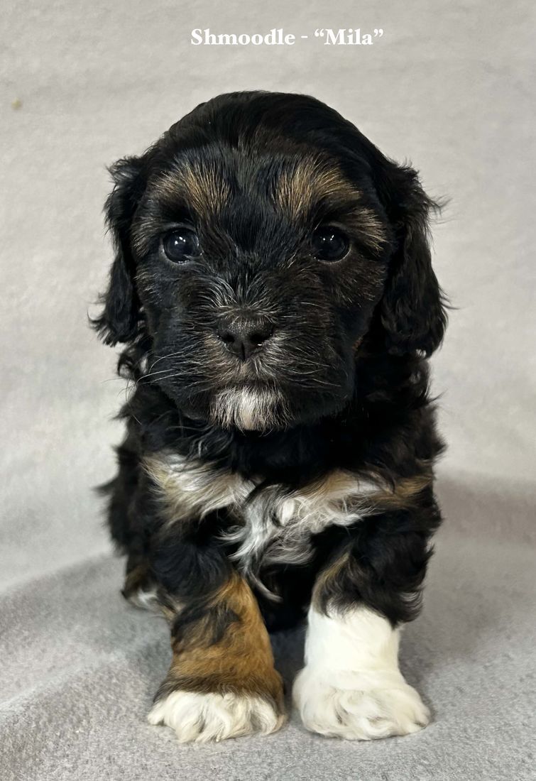 mount lawley pets and puppies