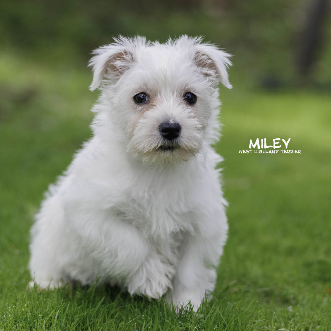 mount lawley pets and puppies
