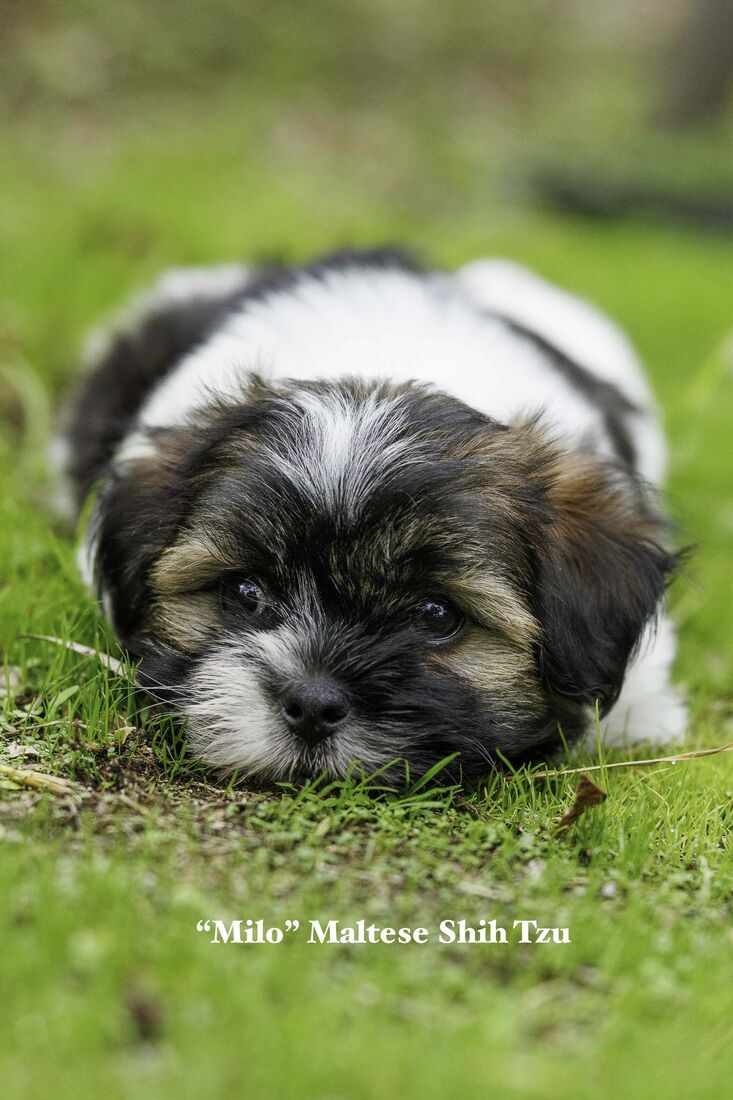 Mount Lawley Pets and Puppies