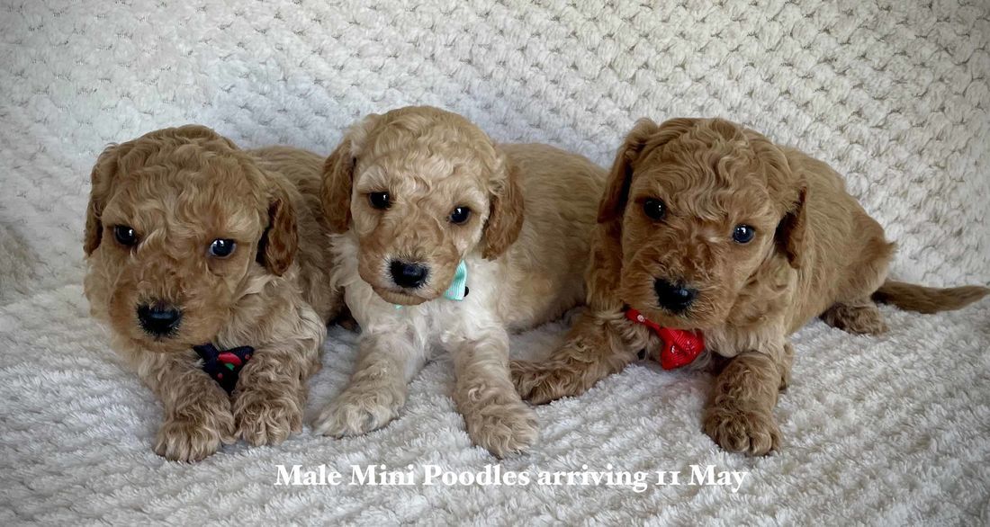 mount lawley pets and puppies