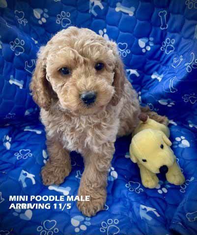 mount lawley pets