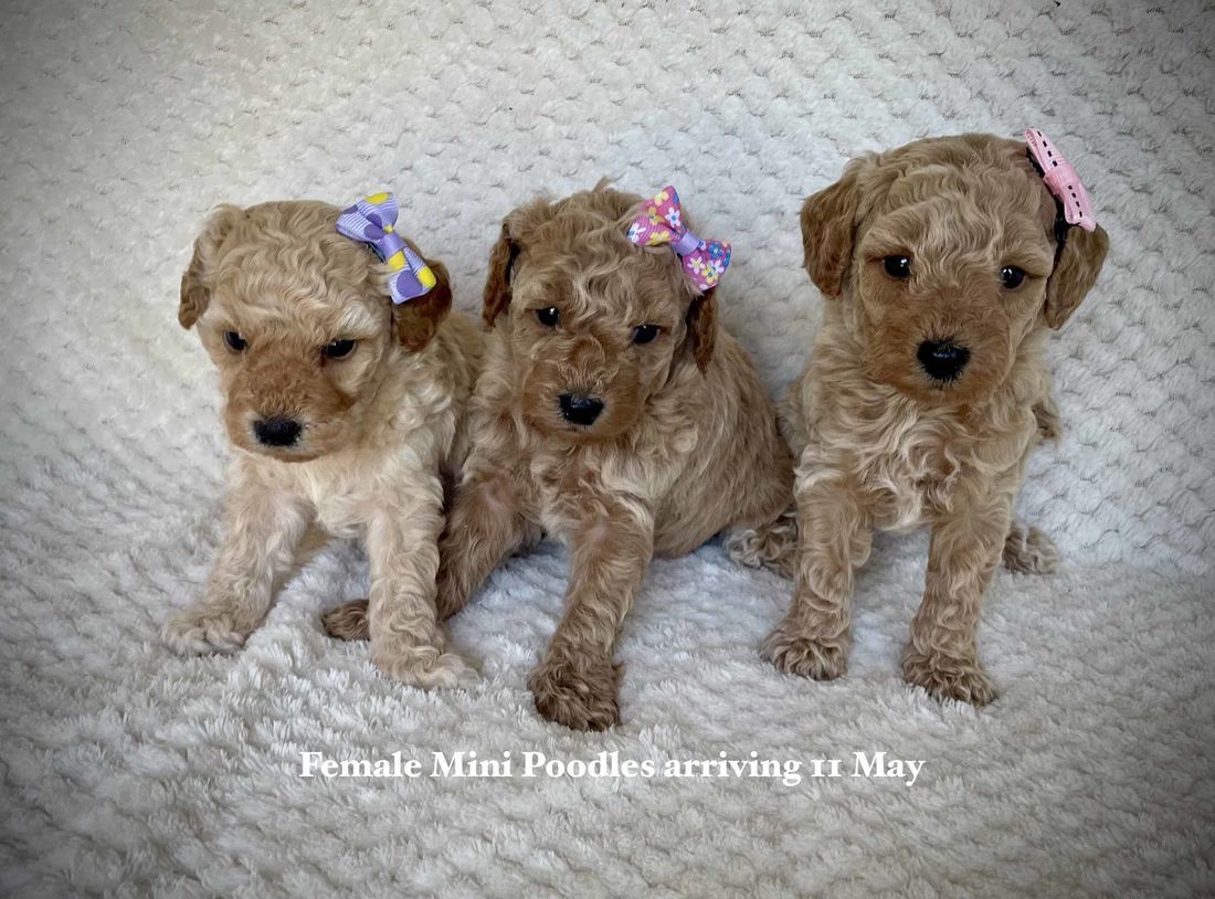 mount lawley pets and puppies