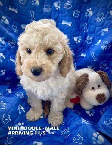 mount lawley pets