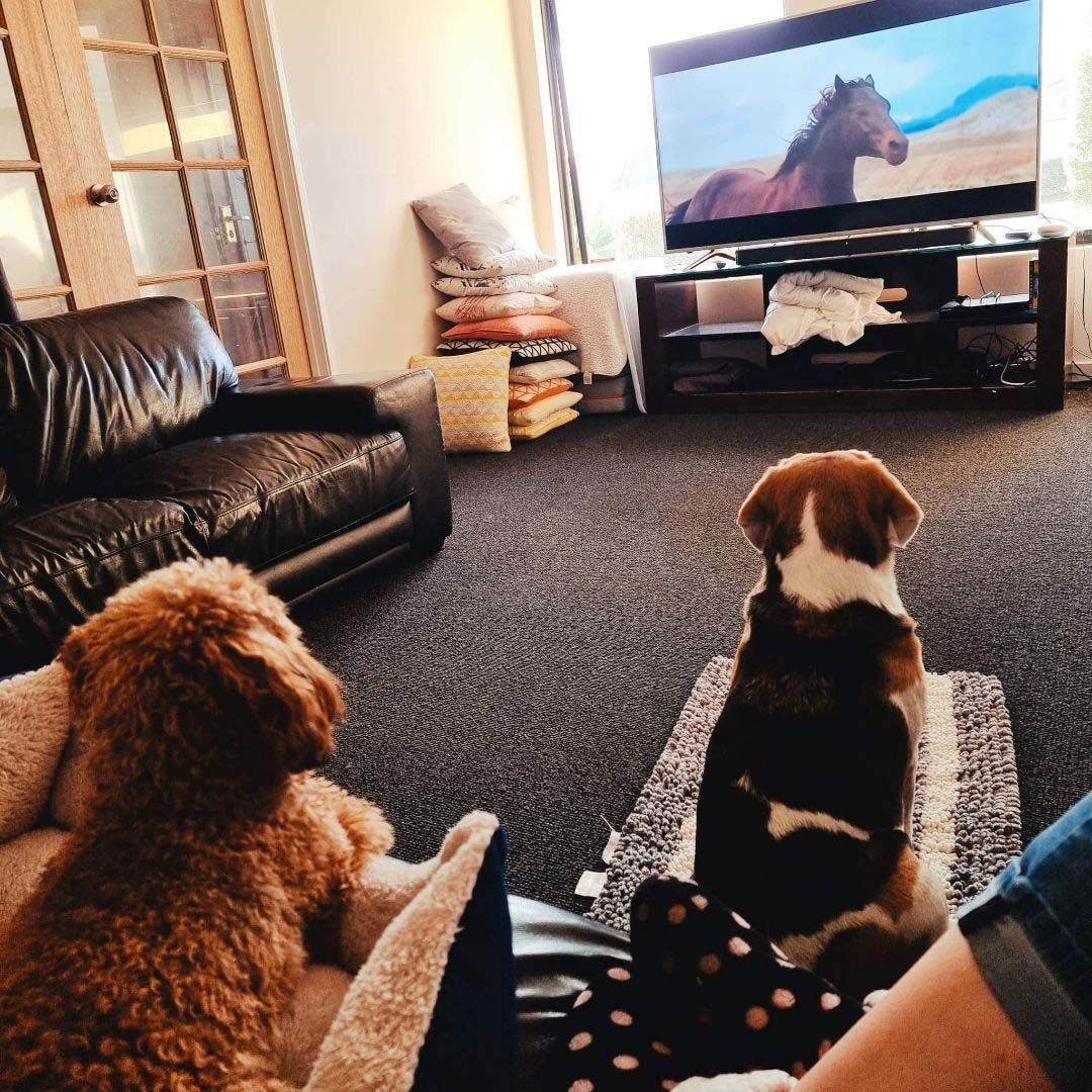 Home Mount Lawley Pets and Puppies
