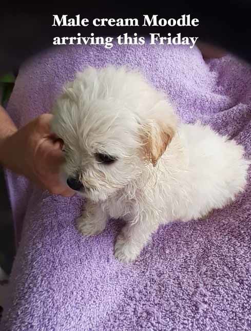 mount lawley pets and puppies