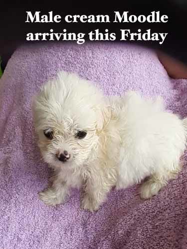 mount lawley pets and puppies