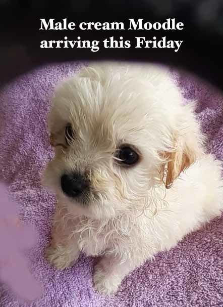 mount lawley pets and puppies