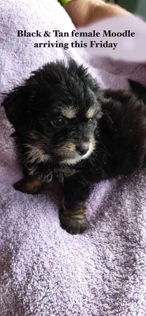 mount lawley pets and puppies