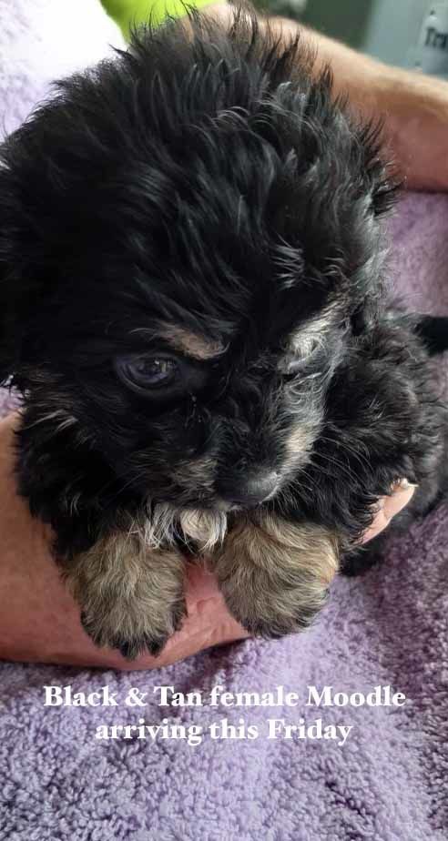 mount lawley pets and puppies