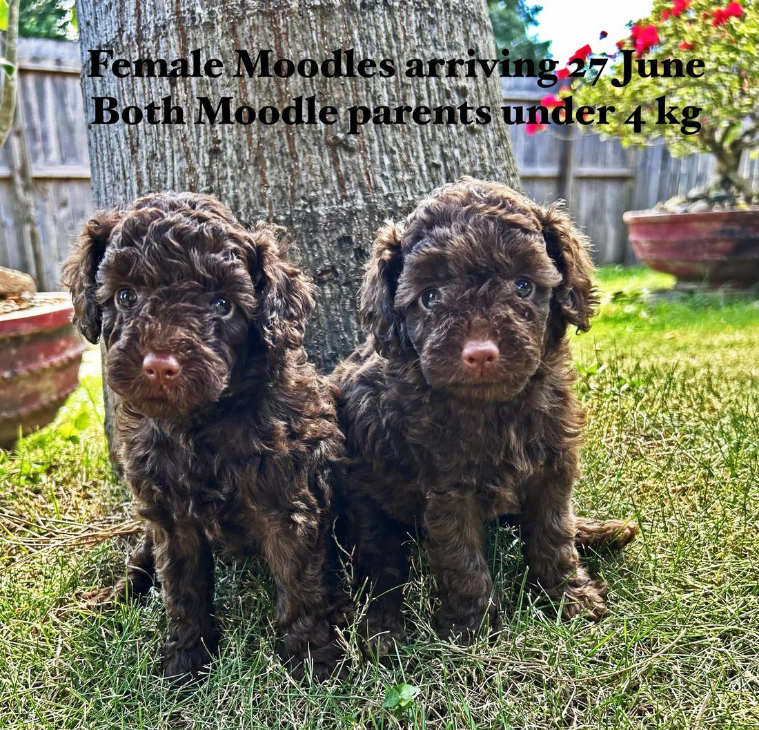 mount lawley pets