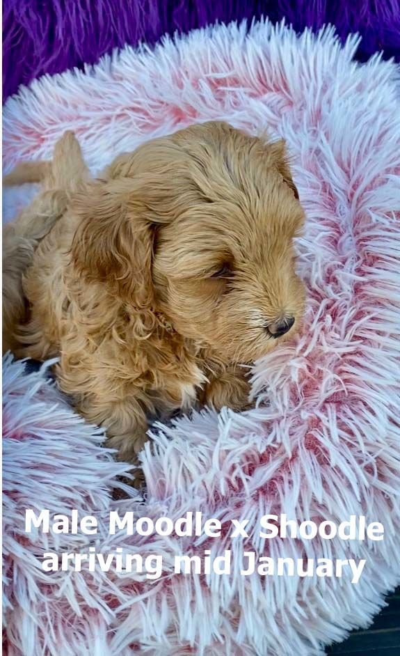 mount lawley pets and puppies