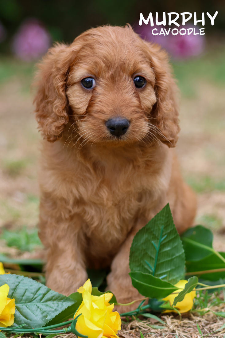 Mount Lawley Pets and Puppies