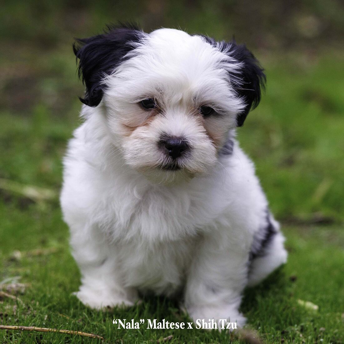 Mount Lawley Pets and Puppies