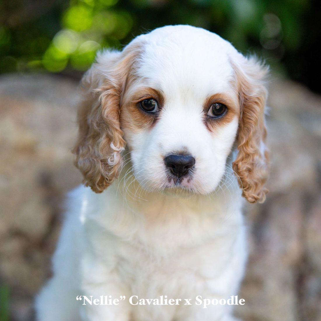 mount lawley pets and puppies
