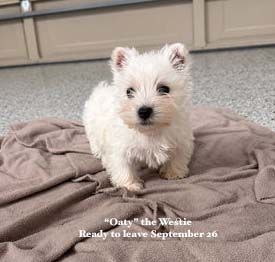 mount lawley pets and puppies