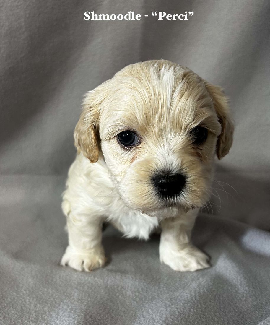 mount lawley pets and puppies