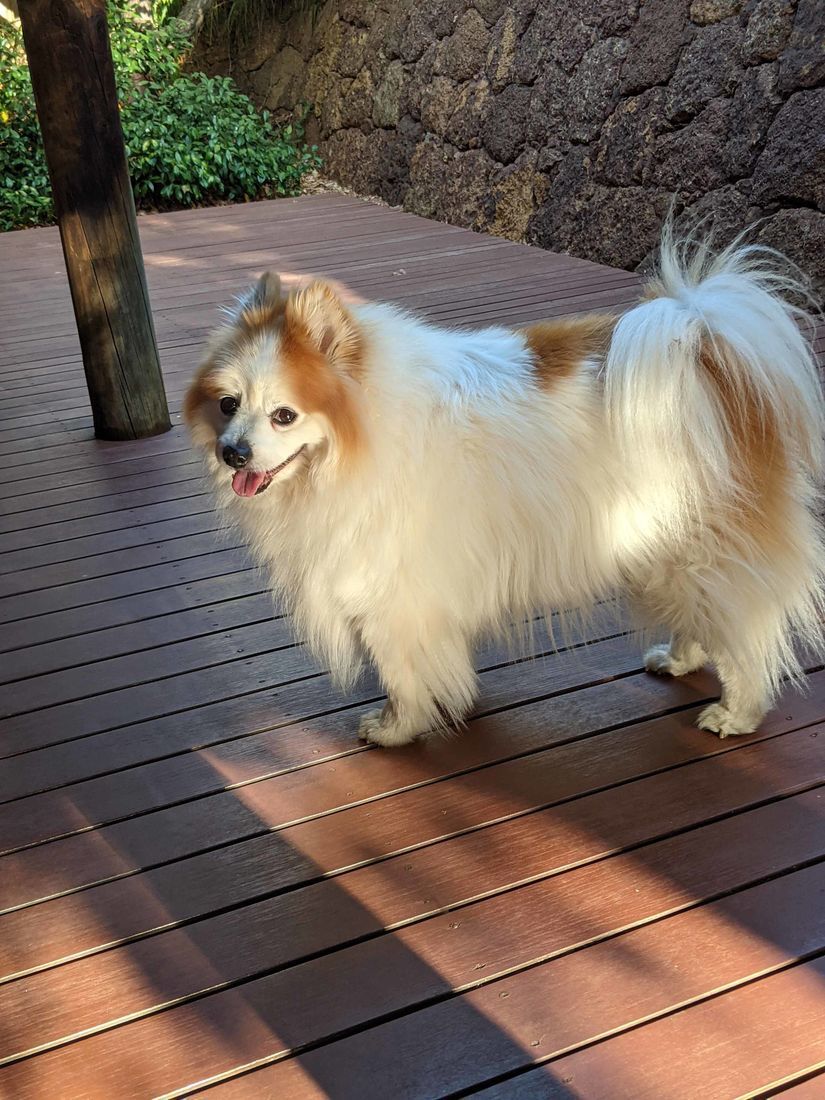 Gallery Mount Lawley Pets and Puppies