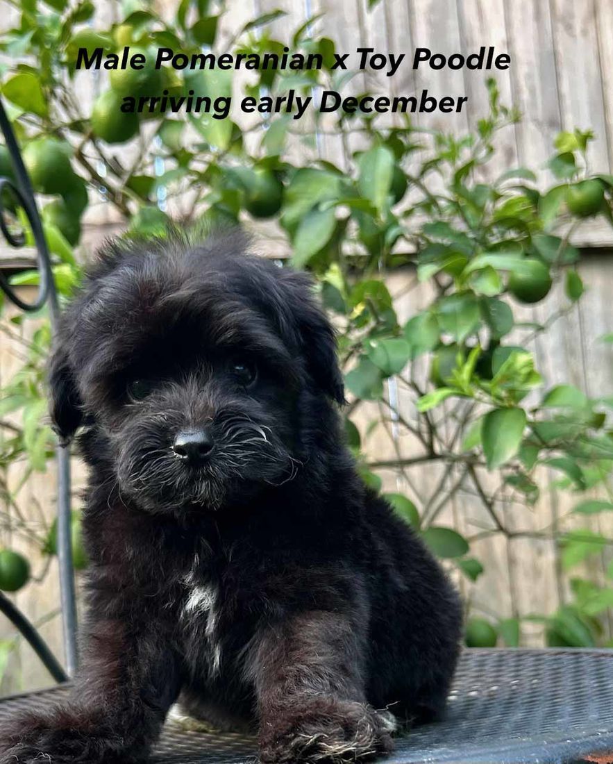 mount lawley pets and puppies