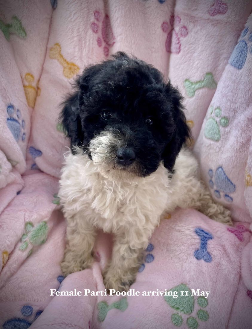 mount lawley pets
