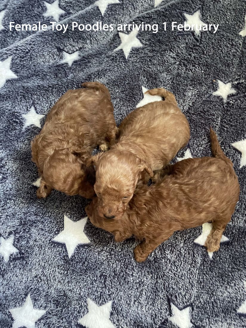 mount lawley pets and puppies