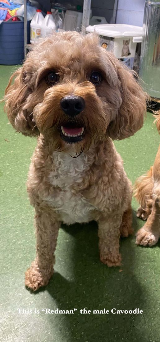 mount lawley pets and puppies
