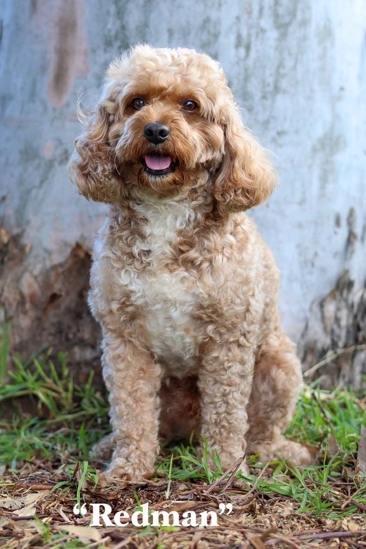 mount lawley pets and puppies