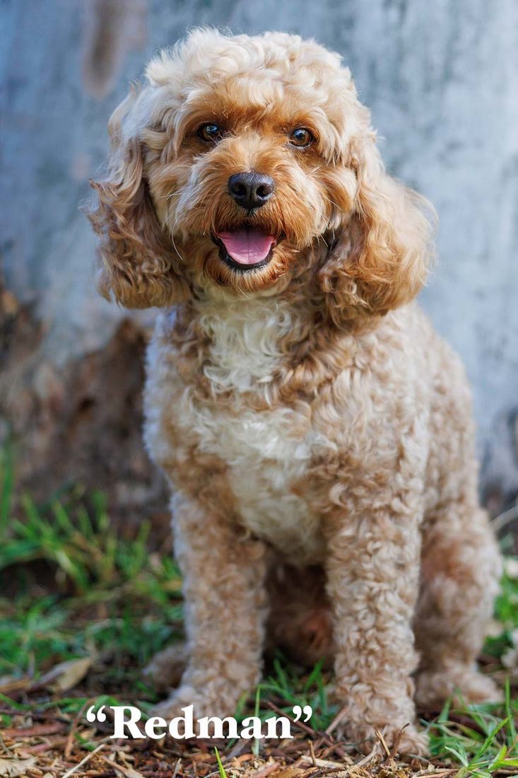 mount lawley pets and puppies