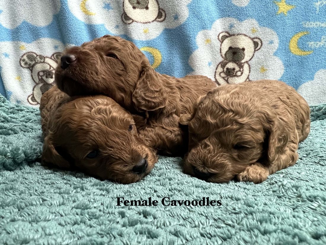 mount lawley pets and puppies