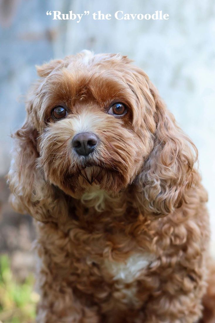 mount lawley pets and puppies