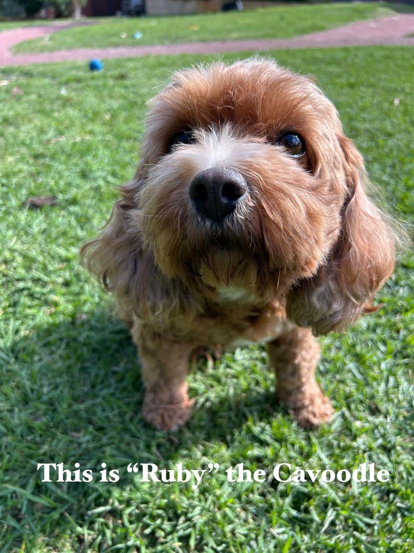 mount lawley pets and puppies