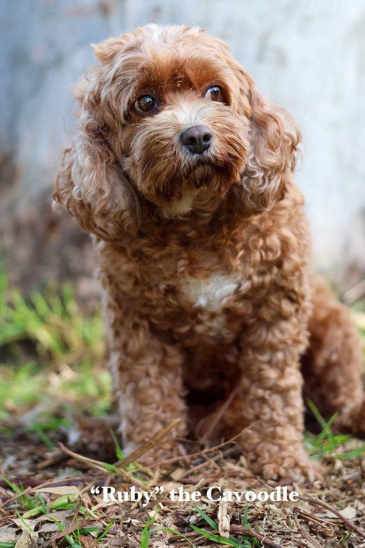 mount lawley pets and puppies