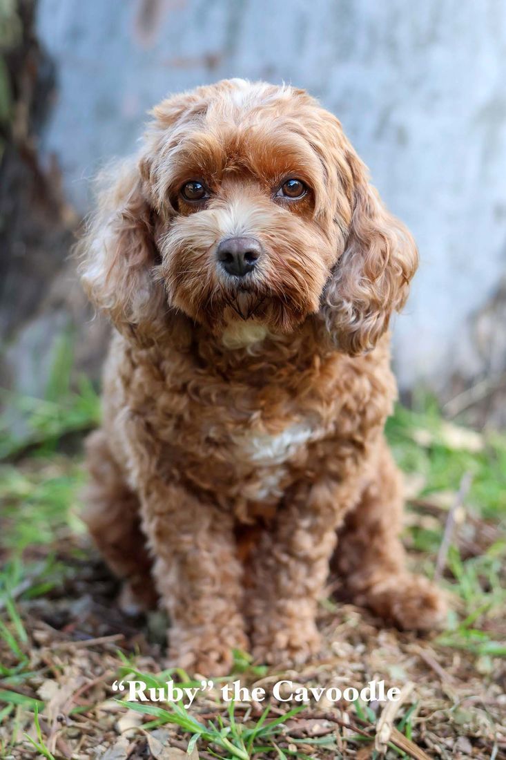 mount lawley pets and puppies