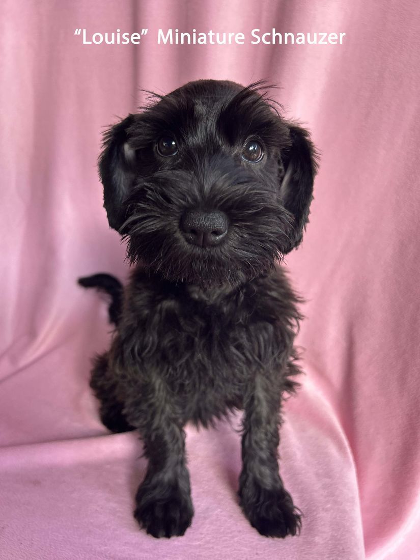 mount lawley pets and puppies