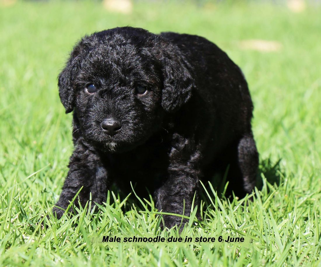 mount lawley pets and puppies schnoodle