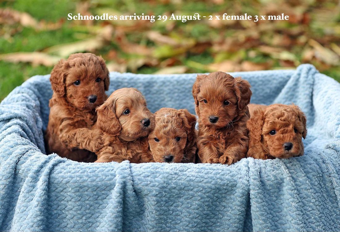 mount lawley pets and puppies