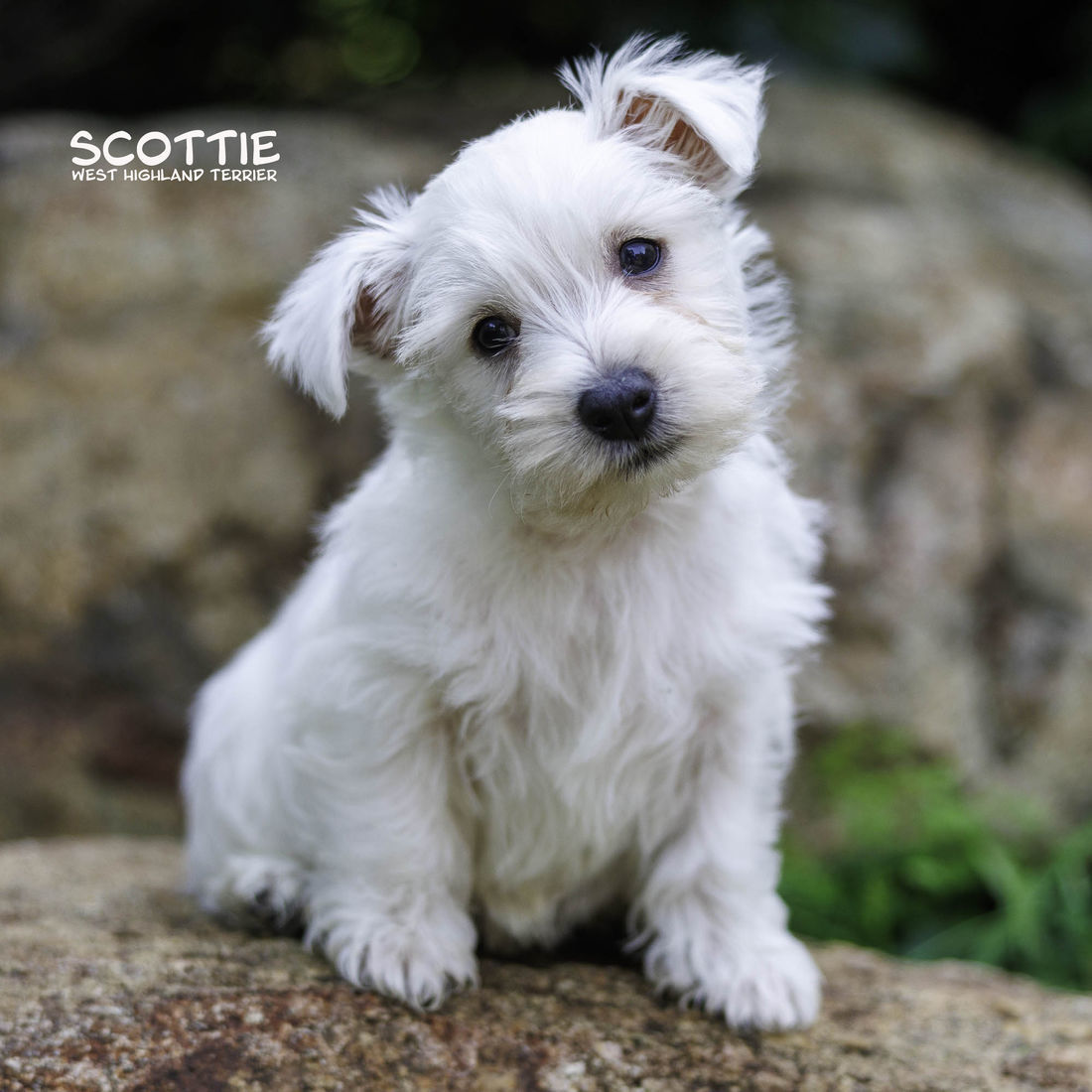 mount lawley pets and puppies