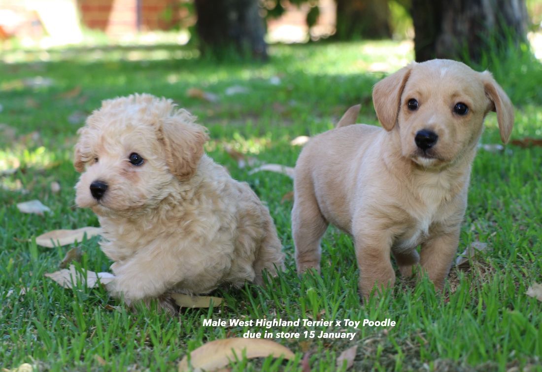 mount lawley pets and puppies westipoo