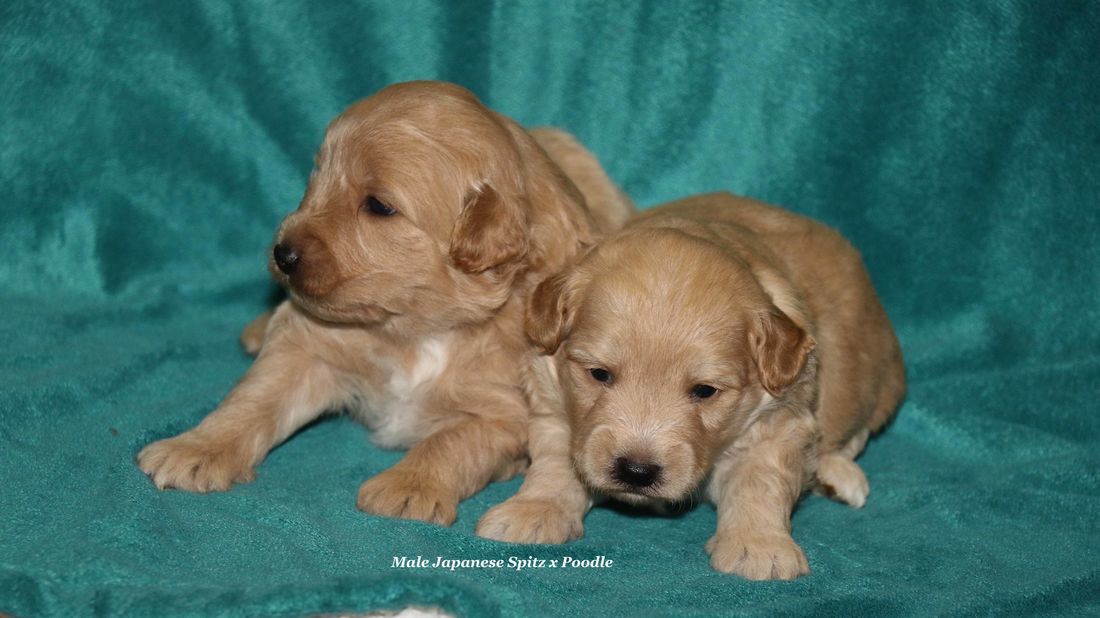 mount lawley pets and puppies japanes spitz poodle