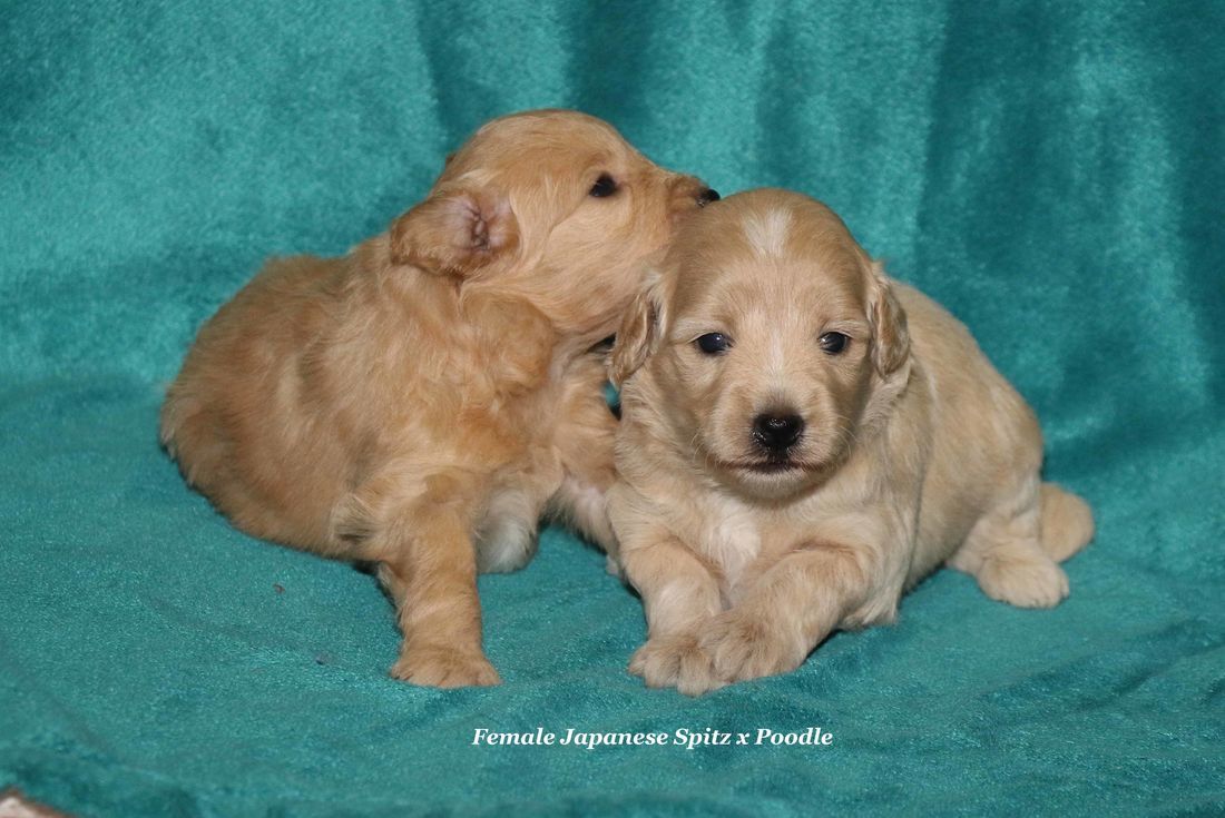 mount lawley pets and puppies japanes spitz poodle