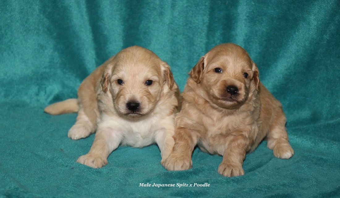mount lawley pets and puppies japanes spitz poodle