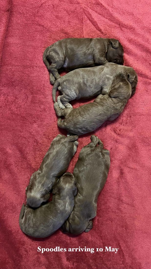 mount lawley pets and puppies