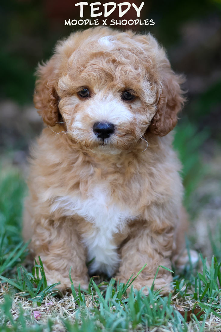 Pets and Puppies for Sale - Mount Lawley Pets and Puppies