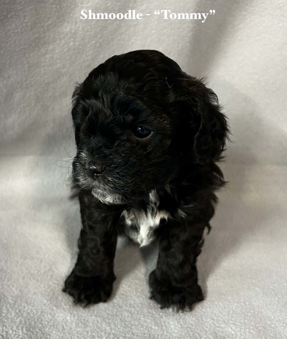 mount lawley pets and puppies