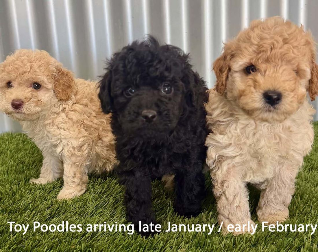 mount lawley pets and puppies