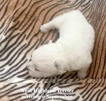 mount lawley pets and puppies
