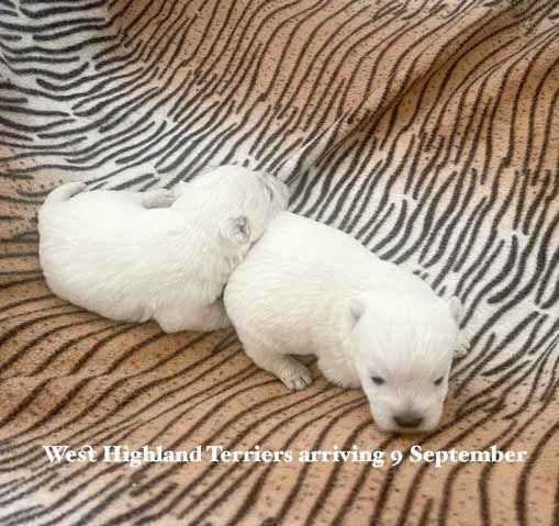 mount lawley pets and puppies