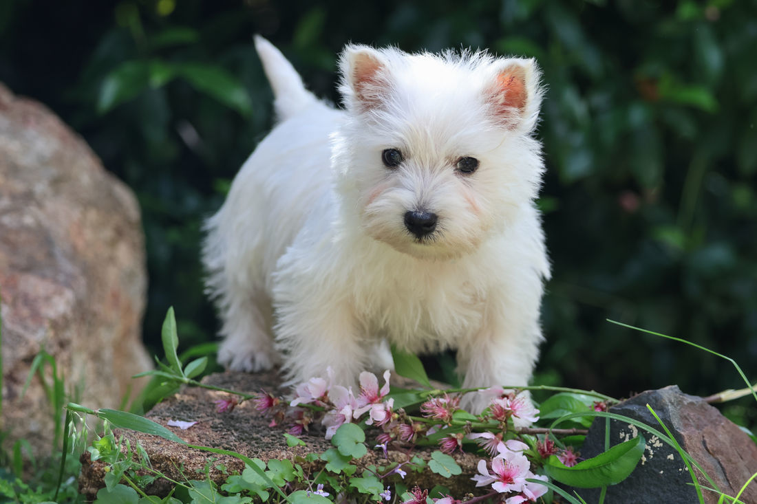 Mount Lawley Pets and Puppies